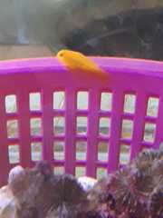 Gobiodon okinawae