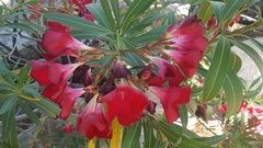 Neriinae
