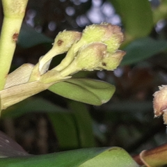 Epidendrum exasperatum
