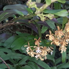 Epidendrum exasperatum