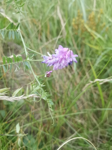 tufted vetch
