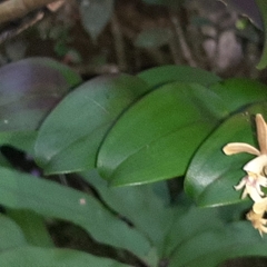 Epidendrum exasperatum
