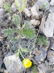 Potentilla sericea