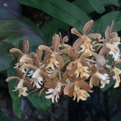 Epidendrum exasperatum