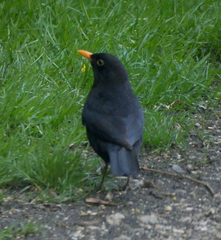 Turdus merula