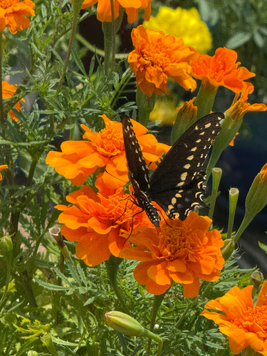 Black Swallowtail