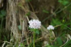 Valeriana officinalis