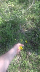 Ericameria linearifolia