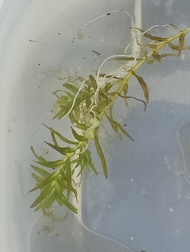 Callitriche hermaphroditica, 2026-08-13
