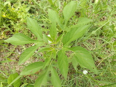 Ambrosia trifida trifida
