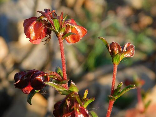 Hermannia angularis, photograph 5