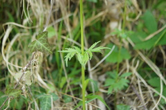 Valeriana officinalis