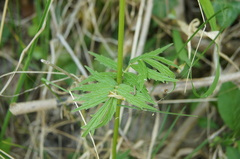 Valeriana officinalis