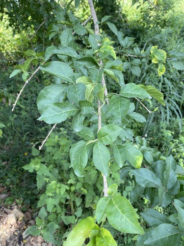 Parmentiera aculeata, photograph 4