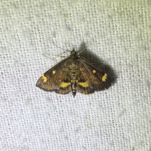 Generous Pyrausta Moth photo 2