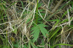 Valeriana officinalis