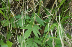 Valeriana officinalis