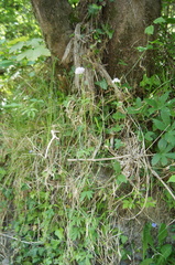 Valeriana officinalis