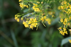Rorippa prolifera