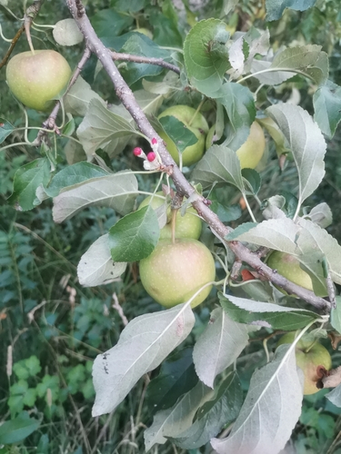 apple