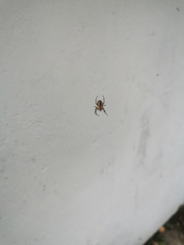 Cross Orbweaver
