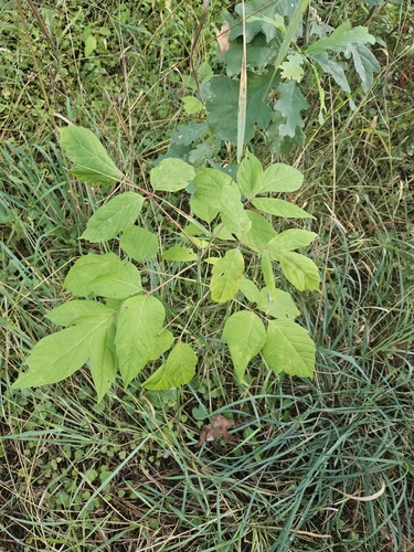 box elder