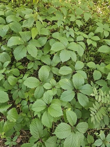 thicket creeper