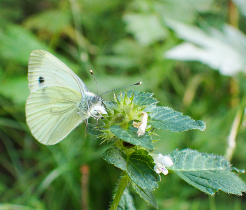 Green-veined White