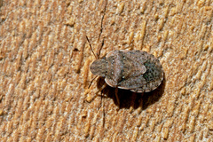 Sciocoris sideritidis