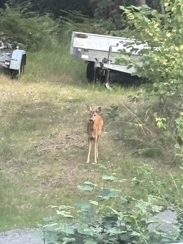 Western Roe Deer