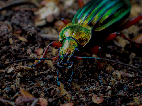 Carabus auronitens