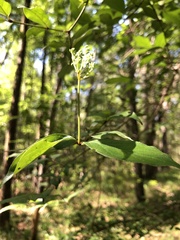 Cornus asperifolia