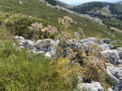 Athamanta turbith