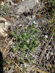 Eritrichium pauciflorum