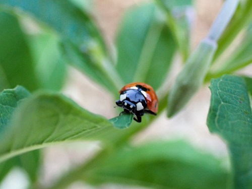 Seven-spotted Lady Beetle