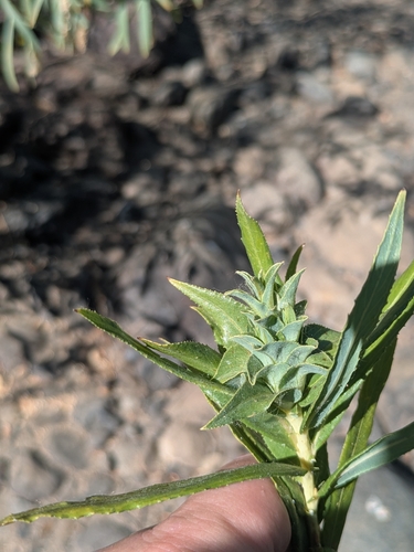 iNaturalist observation photo of Willow Rosette Gall Midge