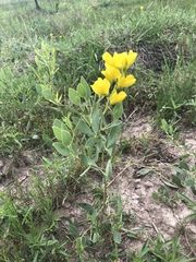 Baptisia sphaerocarpa
