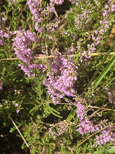 common heather