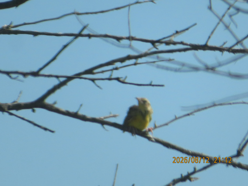 Eastern Meadowlark