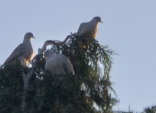 Eurasian Collared-Dove