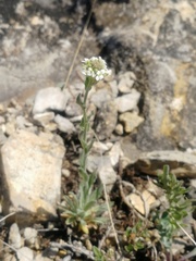 Draba lanceolata