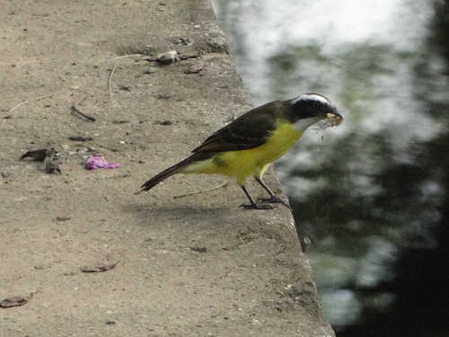 Social Flycatcher