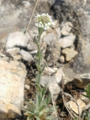 Draba lanceolata