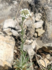 Draba lanceolata