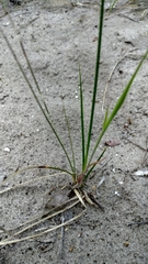 Carex colchica
