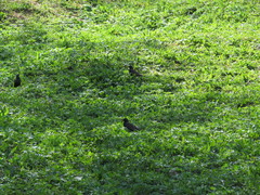 Sturnus vulgaris