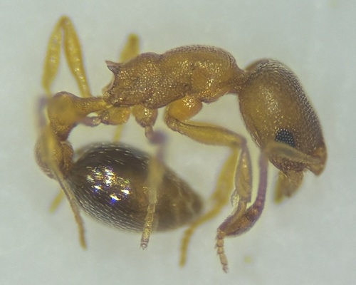 Arboreal Sneaking Ant photo 2
