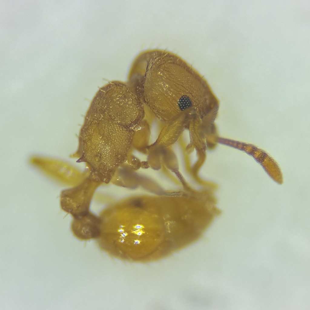 Groove-headed Fierce ant