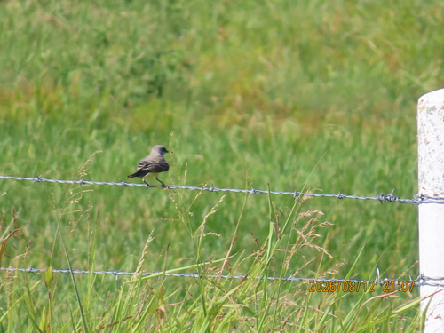 Western Kingbird
