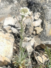 Draba lanceolata